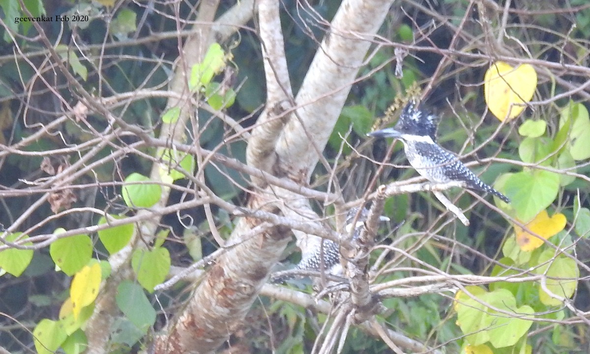 Crested Kingfisher - Geetha  Venkataraman