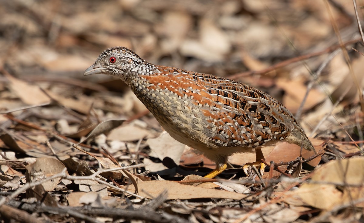 Painted Buttonquail - ML370669301