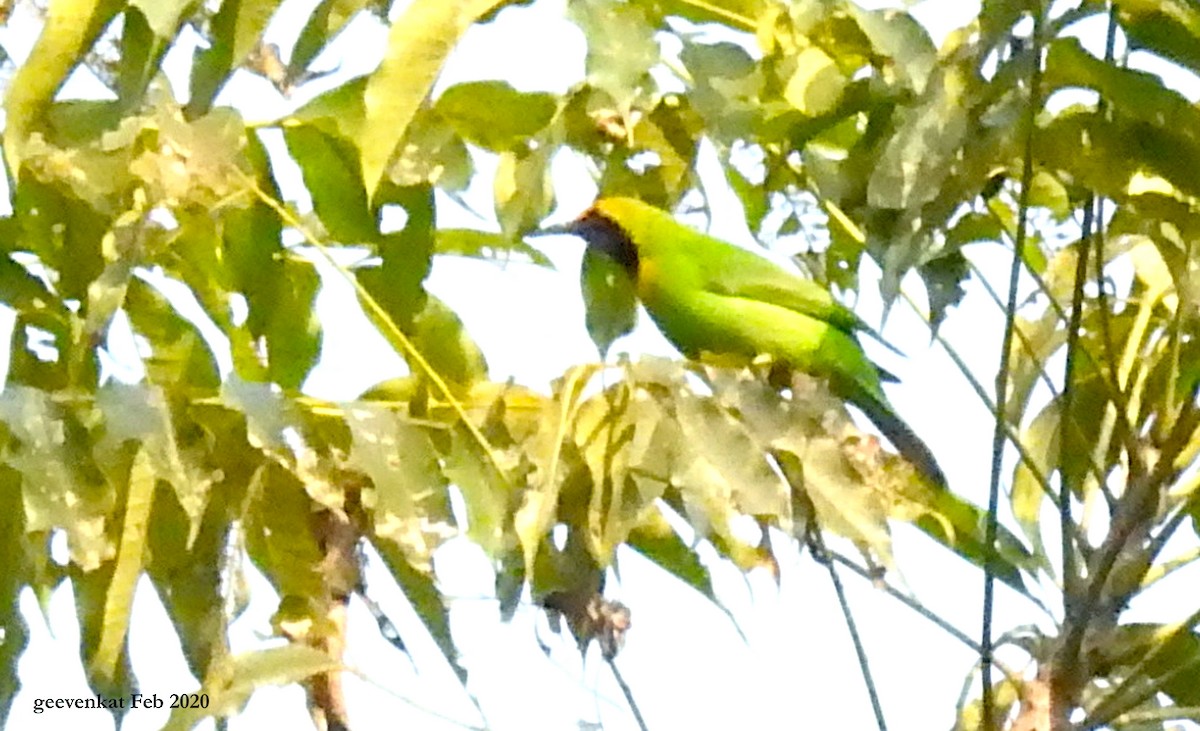 Golden-fronted Leafbird - Geetha  Venkataraman