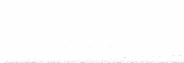 White-throated Nightjar - ML370676561