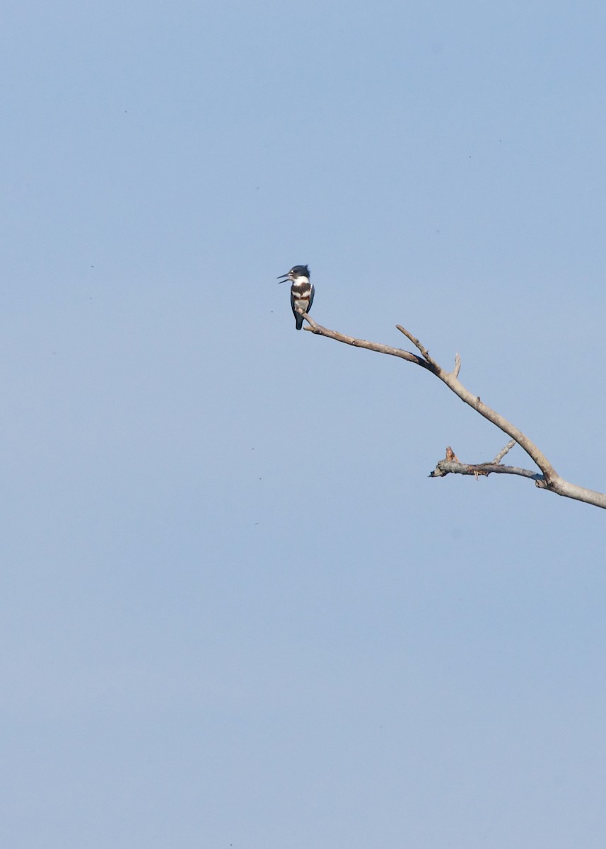Belted Kingfisher - ML370679751
