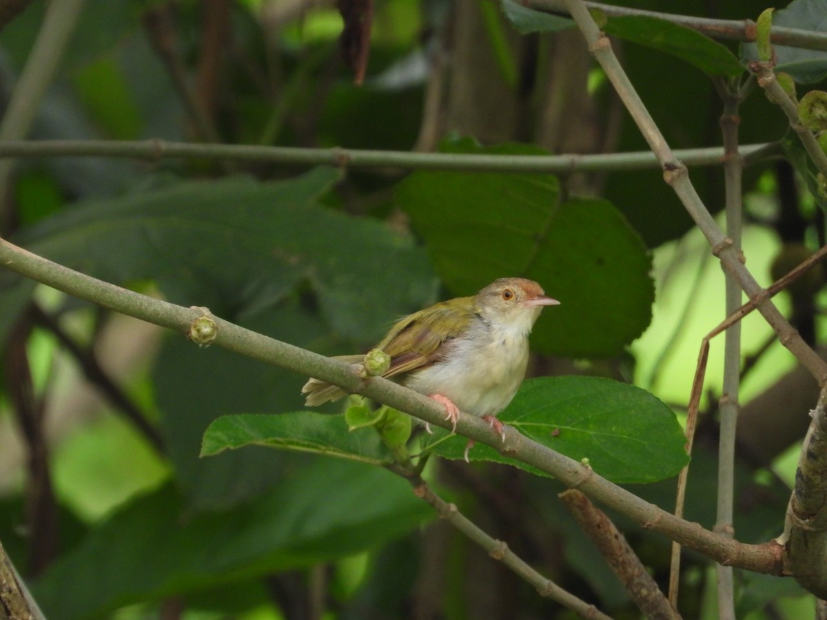 Common Tailorbird - Chaiti Banerjee