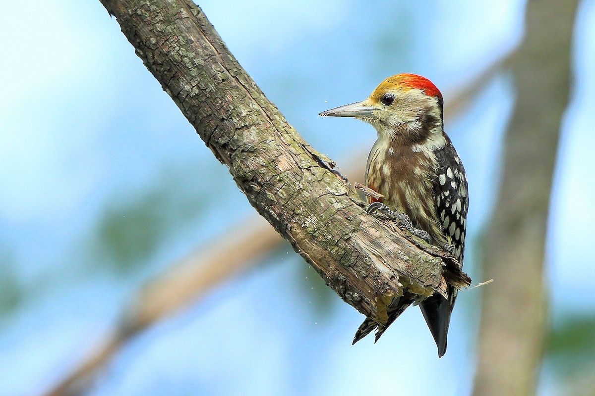 Yellow-crowned Woodpecker - ML370686451
