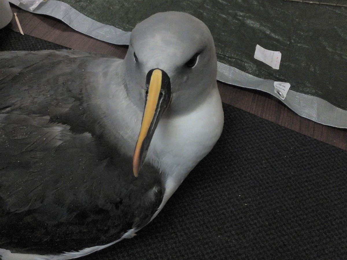 Gray-headed Albatross - ANNE FOWLER