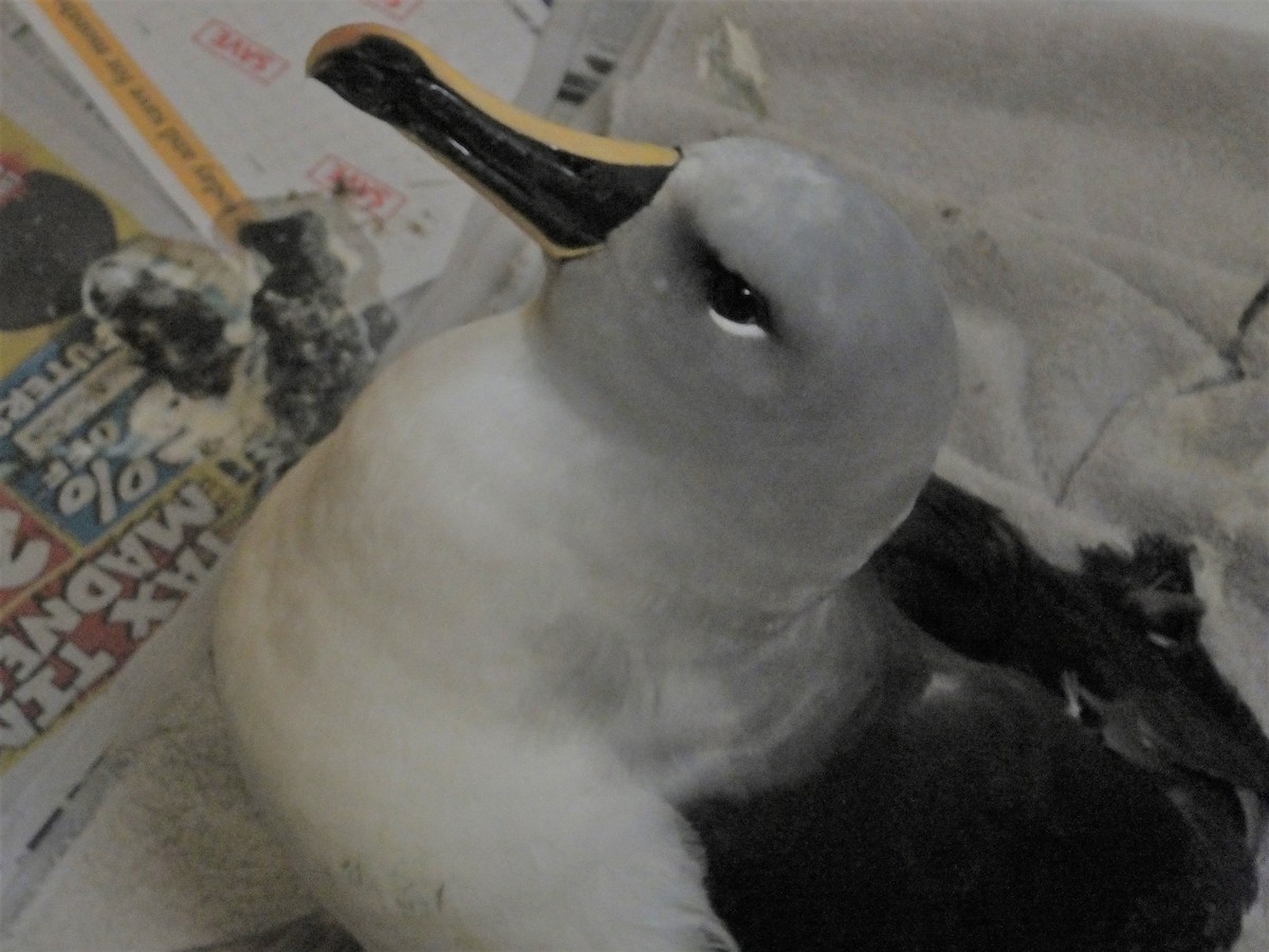 Gray-headed Albatross - ANNE FOWLER
