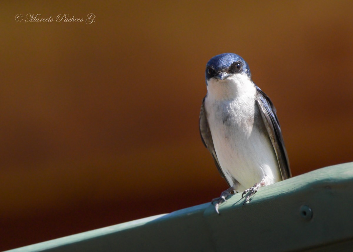 Chilean Swallow - Marcelo Pacheco Guajardo