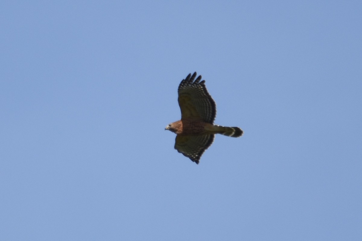 Red-shouldered Hawk (lineatus Group) - ML37071901