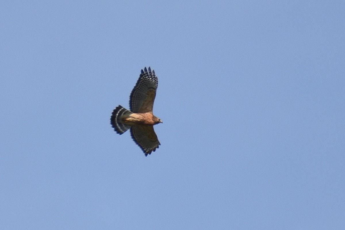 Red-shouldered Hawk (lineatus Group) - ML37071961