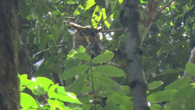 Spot-bellied Eagle-Owl - ML370722031