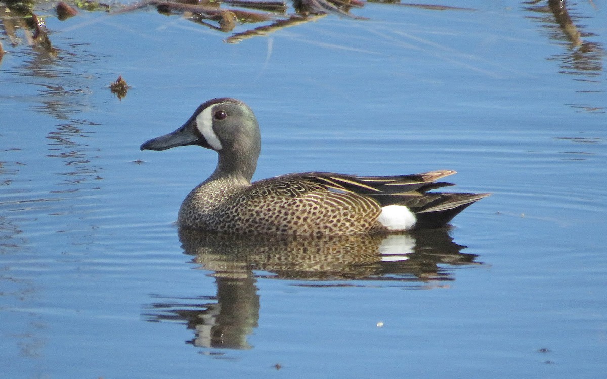 Blue-winged Teal - ML370725721