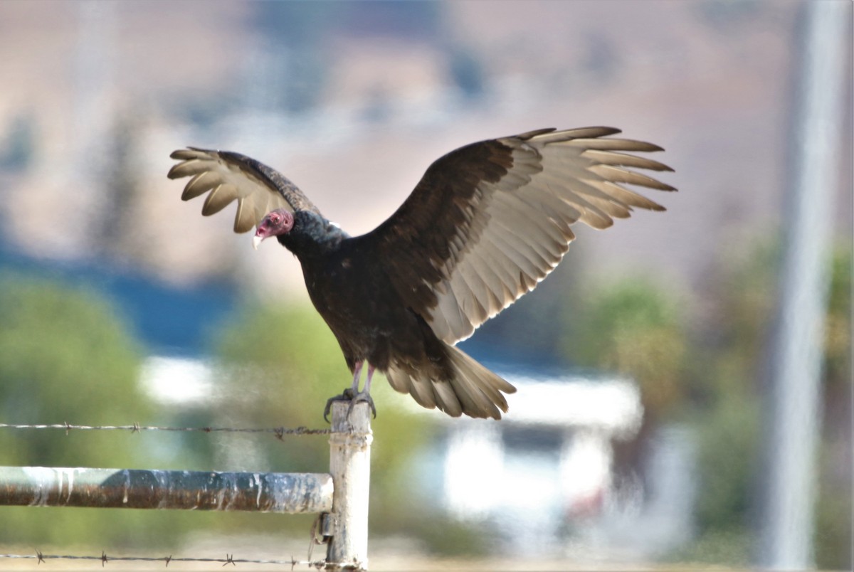 Turkey Vulture - ML370731571