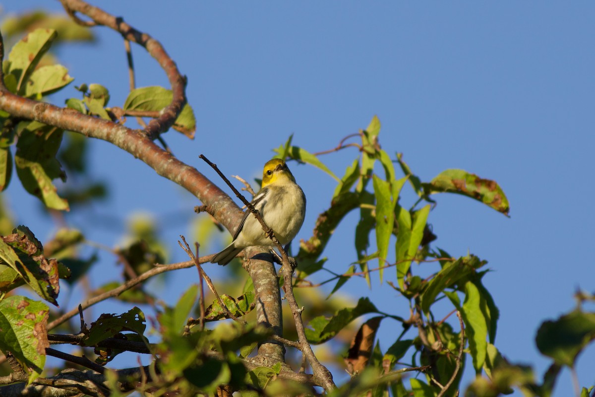 Black-throated Green Warbler - ML370732601