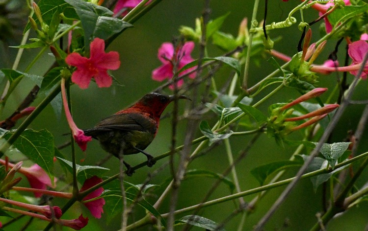 Crimson Sunbird - Subhash Sapru