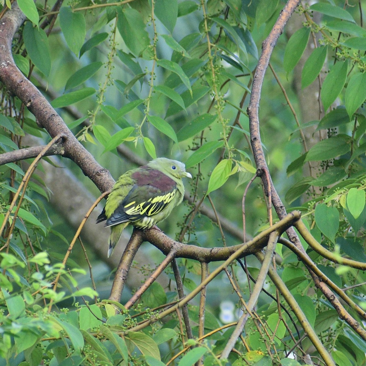 Gray-fronted Green-Pigeon - ML370737261