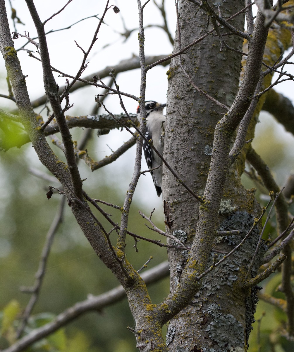 Downy Woodpecker - Russell Moses