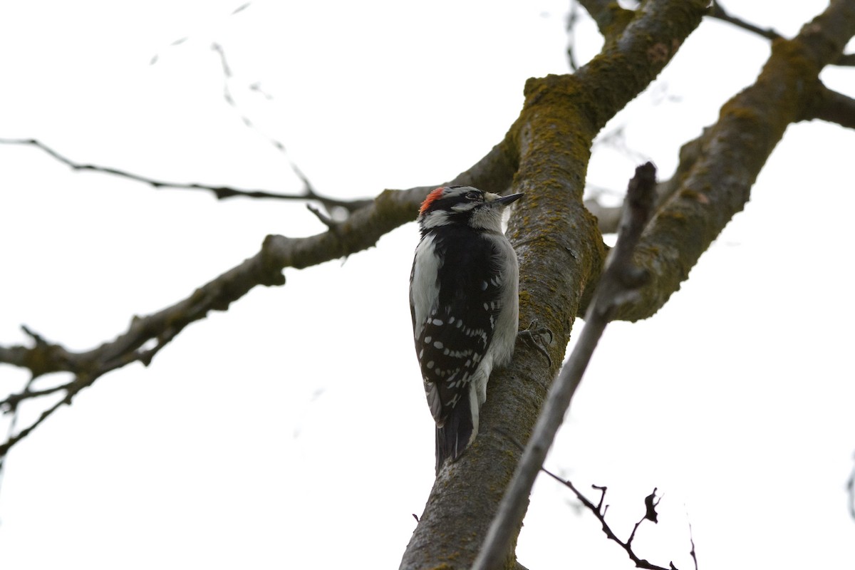 Downy Woodpecker - Russell Moses