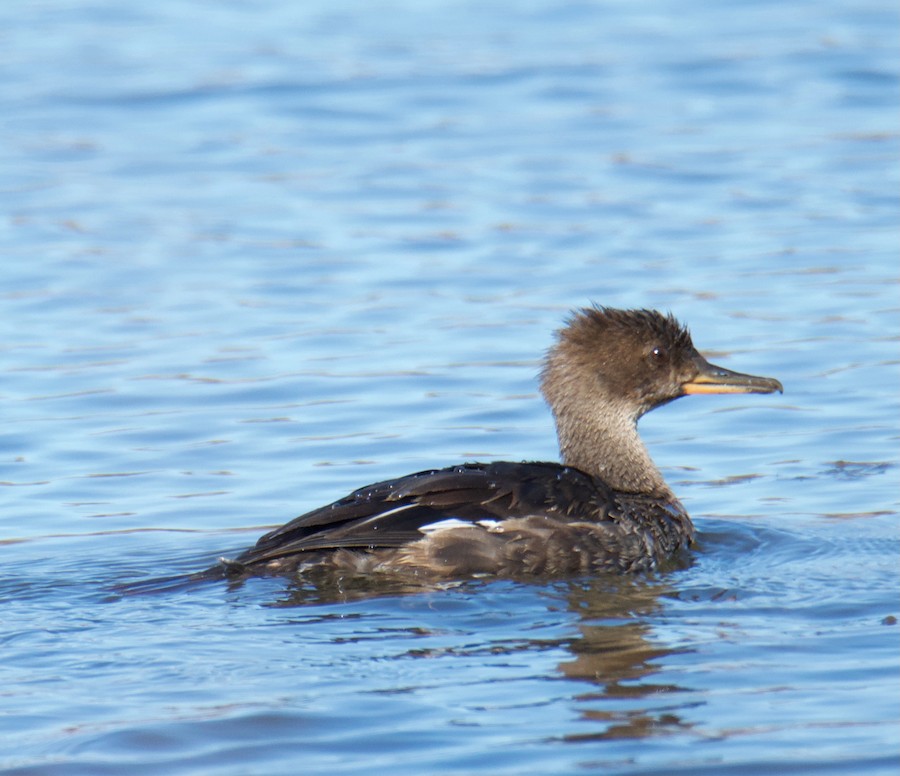 merganser sp. - eBird