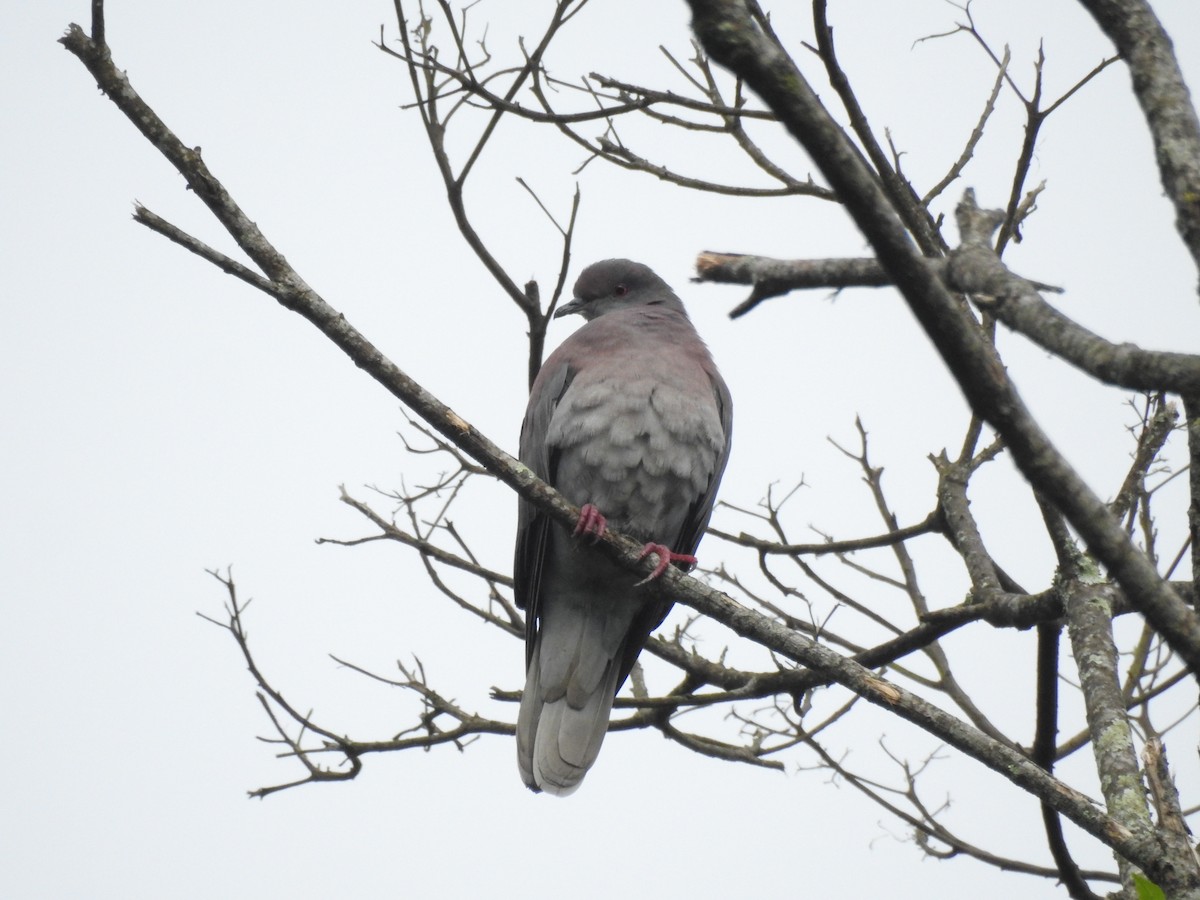 Pale-vented Pigeon - ML370744861