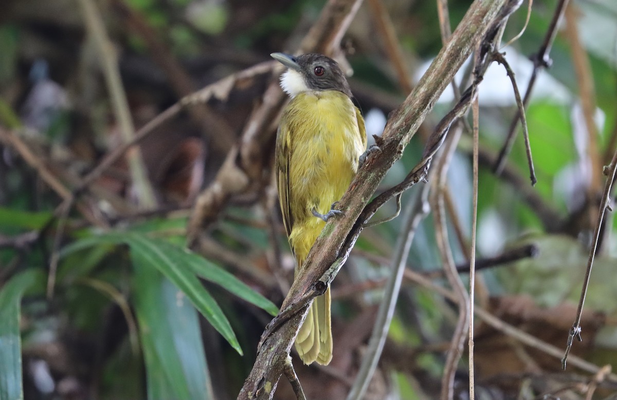 Red-tailed Greenbul - ML370748481