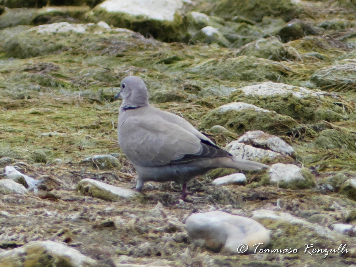 Eurasian Collared-Dove - ML370750681