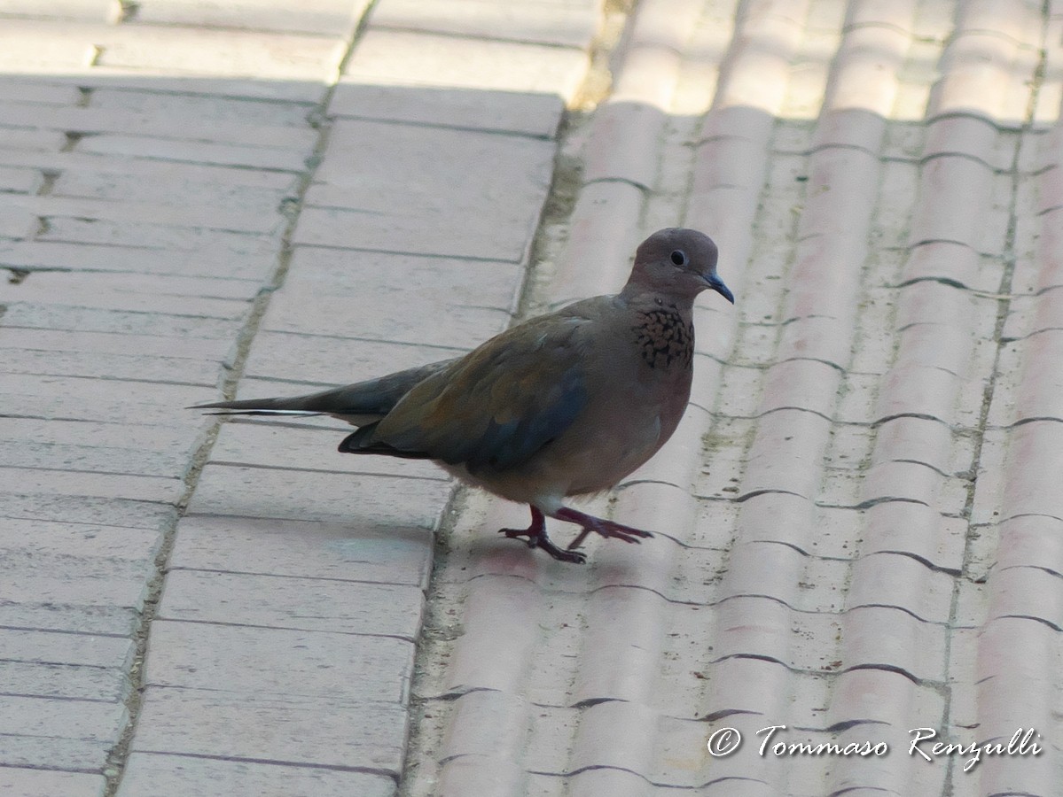 Laughing Dove - ML370750881