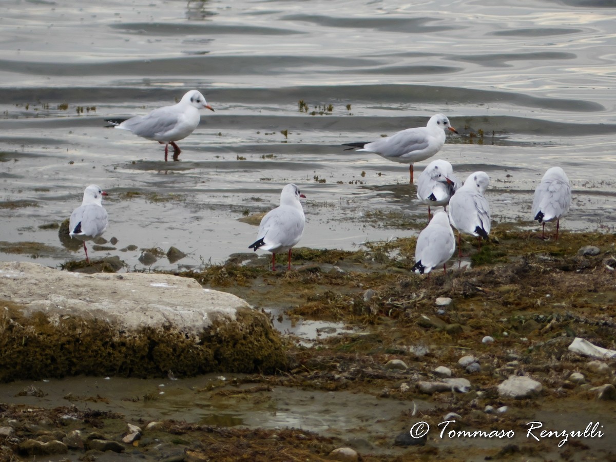 Mouette rieuse - ML370753201