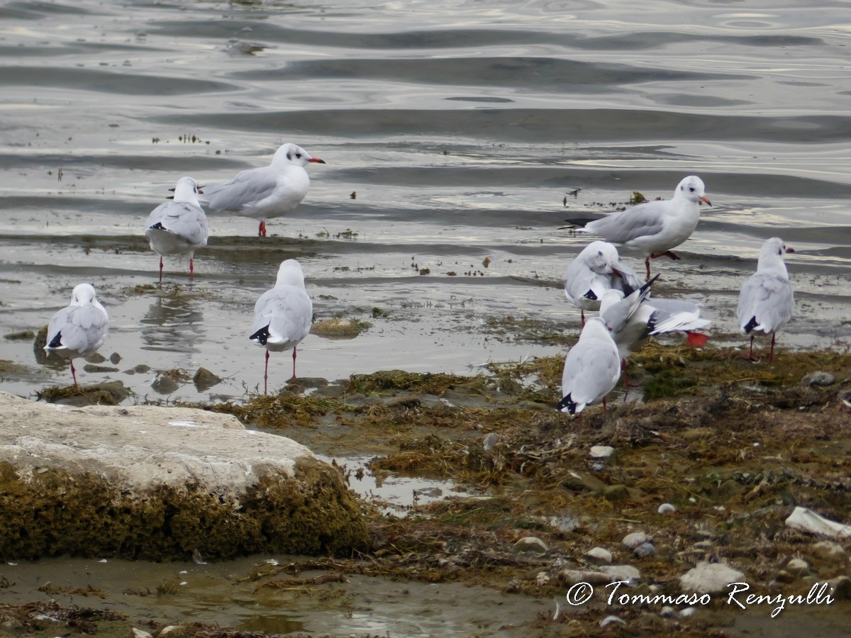 Mouette rieuse - ML370753211