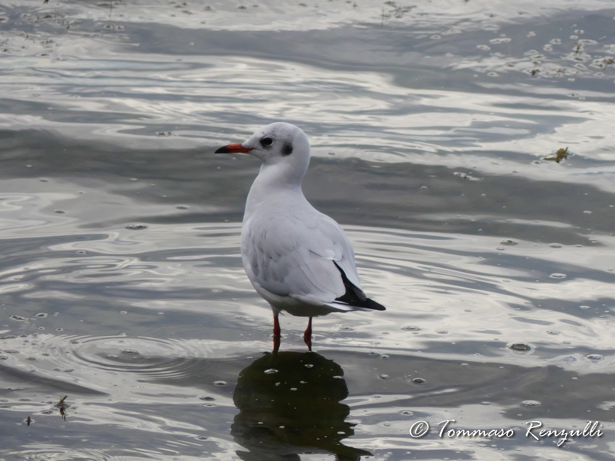 Mouette rieuse - ML370753221