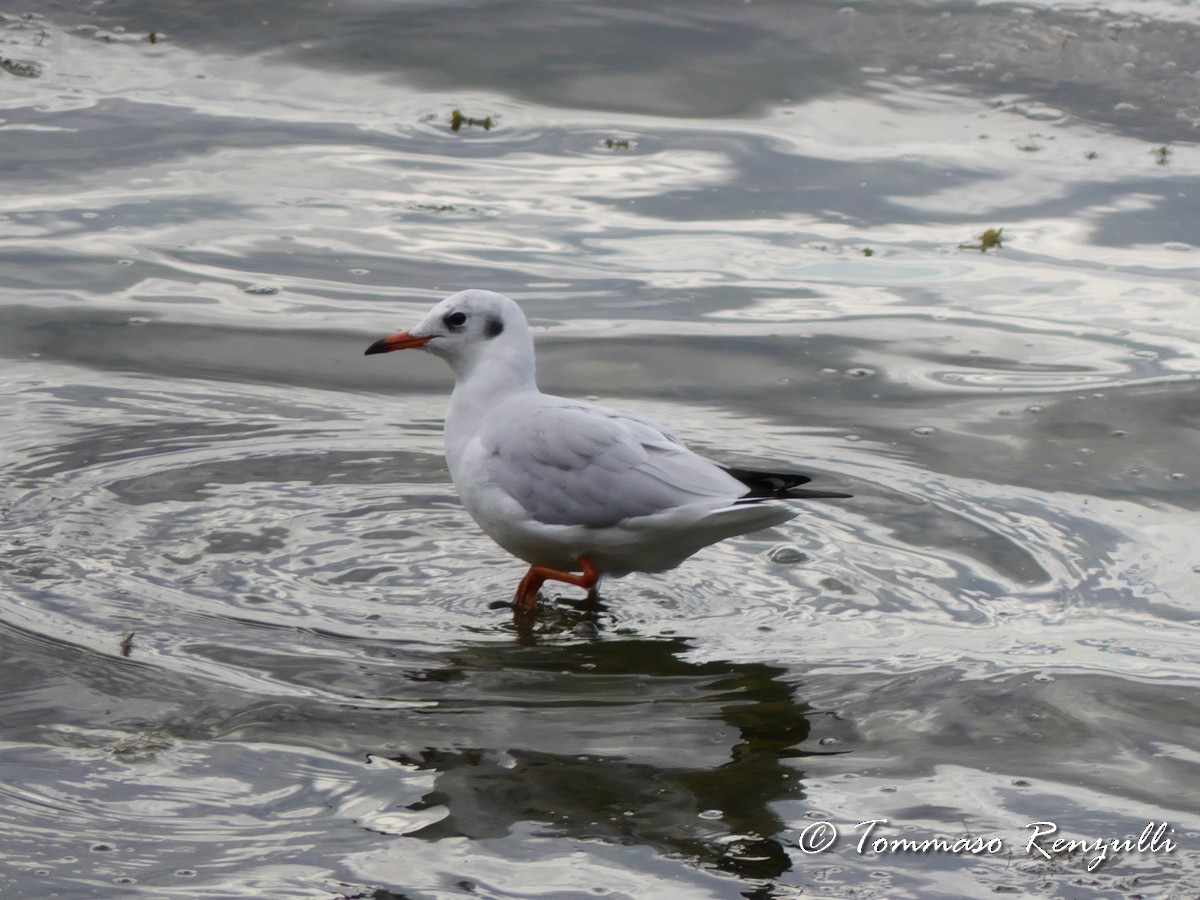 Mouette rieuse - ML370753241