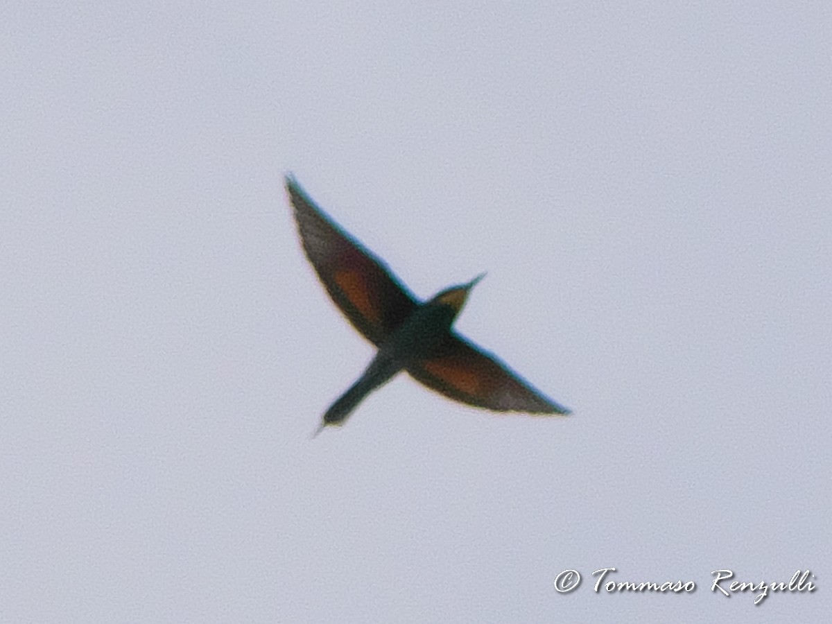 European Bee-eater - ML370754921