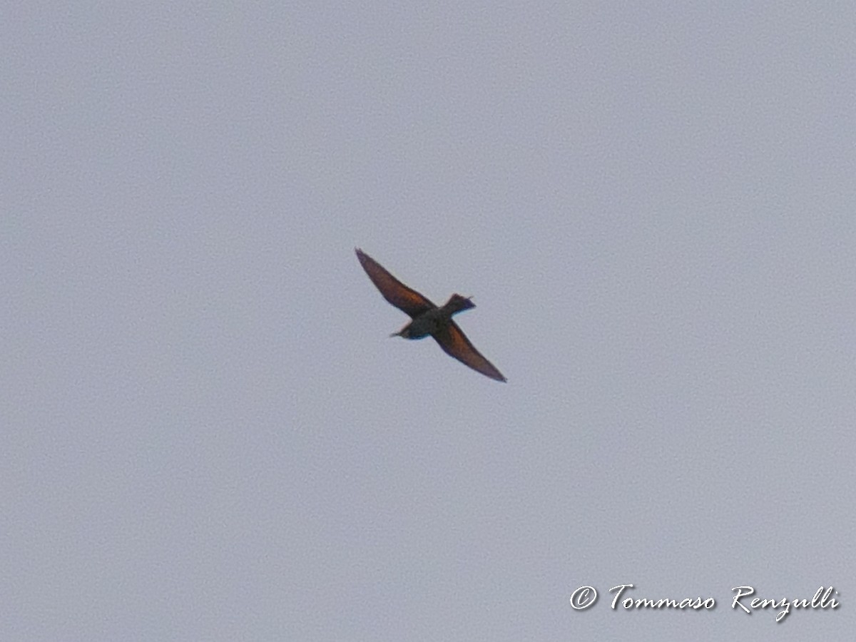 European Bee-eater - ML370754941