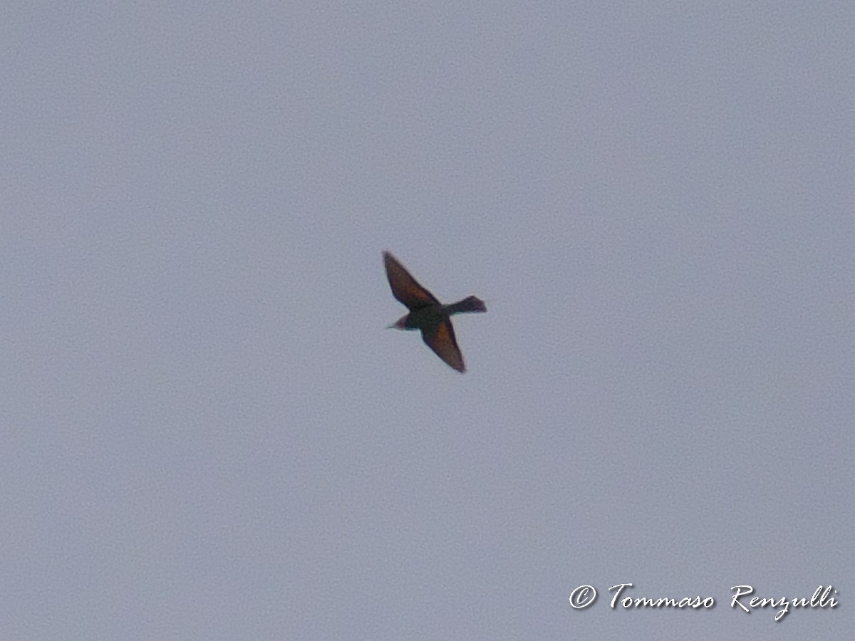 European Bee-eater - ML370754951