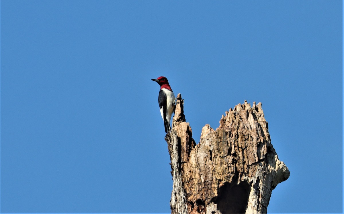 Red-headed Woodpecker - Daniel Kaplan