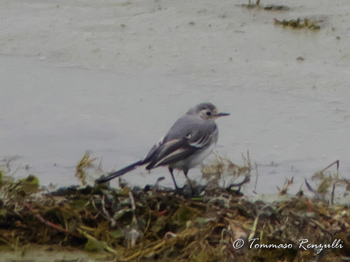 White Wagtail (White-faced) - ML370755941
