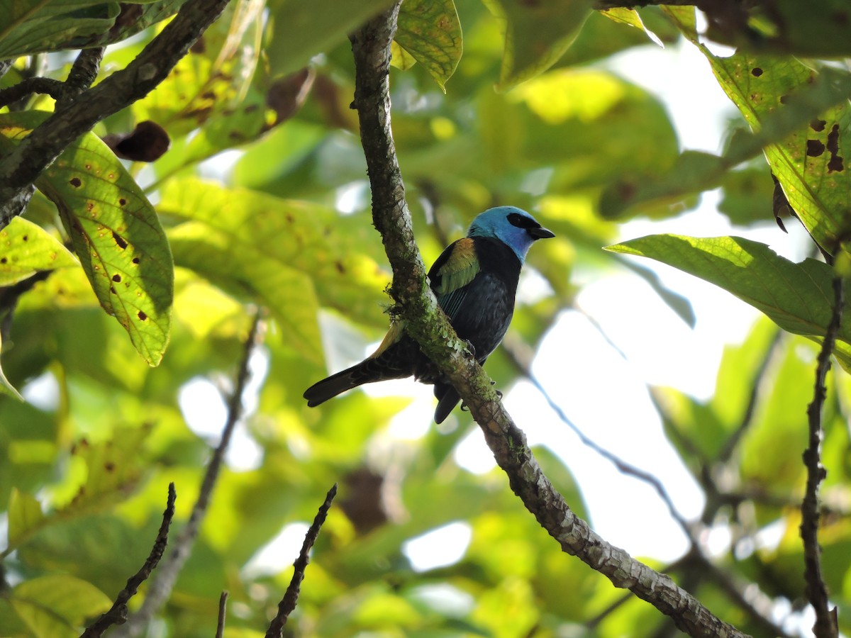 Blue-necked Tanager - ML370758601
