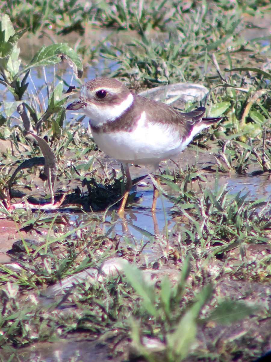 Semipalmated Plover - Austin Young