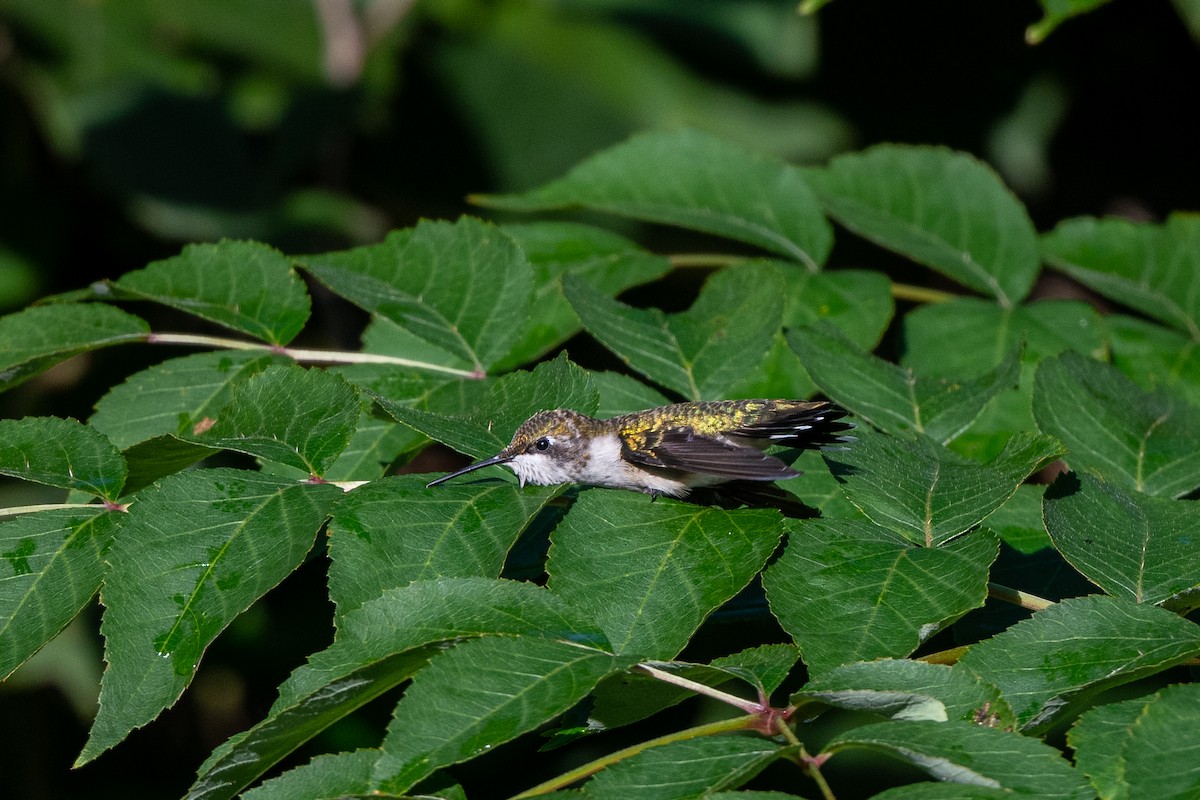 Ruby-throated Hummingbird - ML370770141