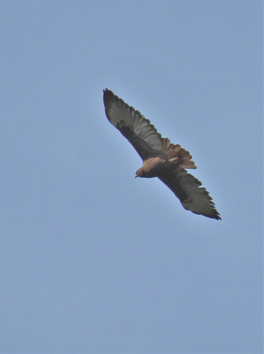 Red-tailed Hawk (kemsiesi/hadropus) - ML370771371