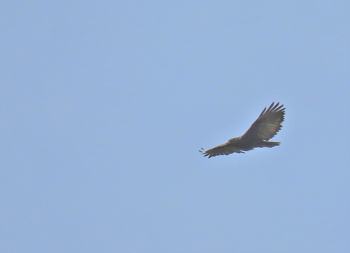 Red-tailed Hawk (kemsiesi/hadropus) - ML370771391