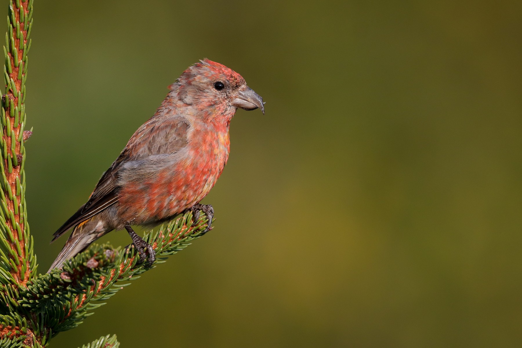 Red Crossbill (Appalachian or type 1) - Martina Nordstrand