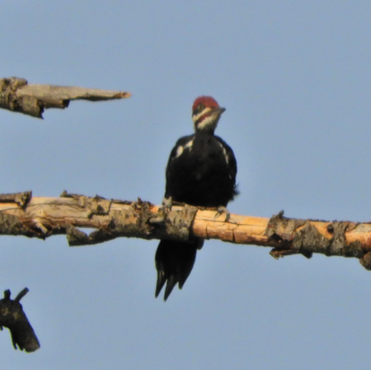 Pileated Woodpecker - ML370775821