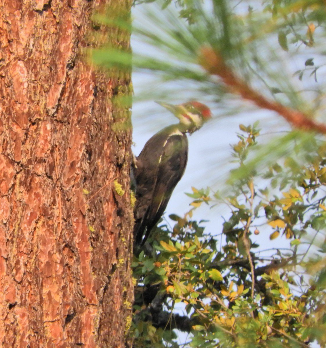 Pileated Woodpecker - ML370775911