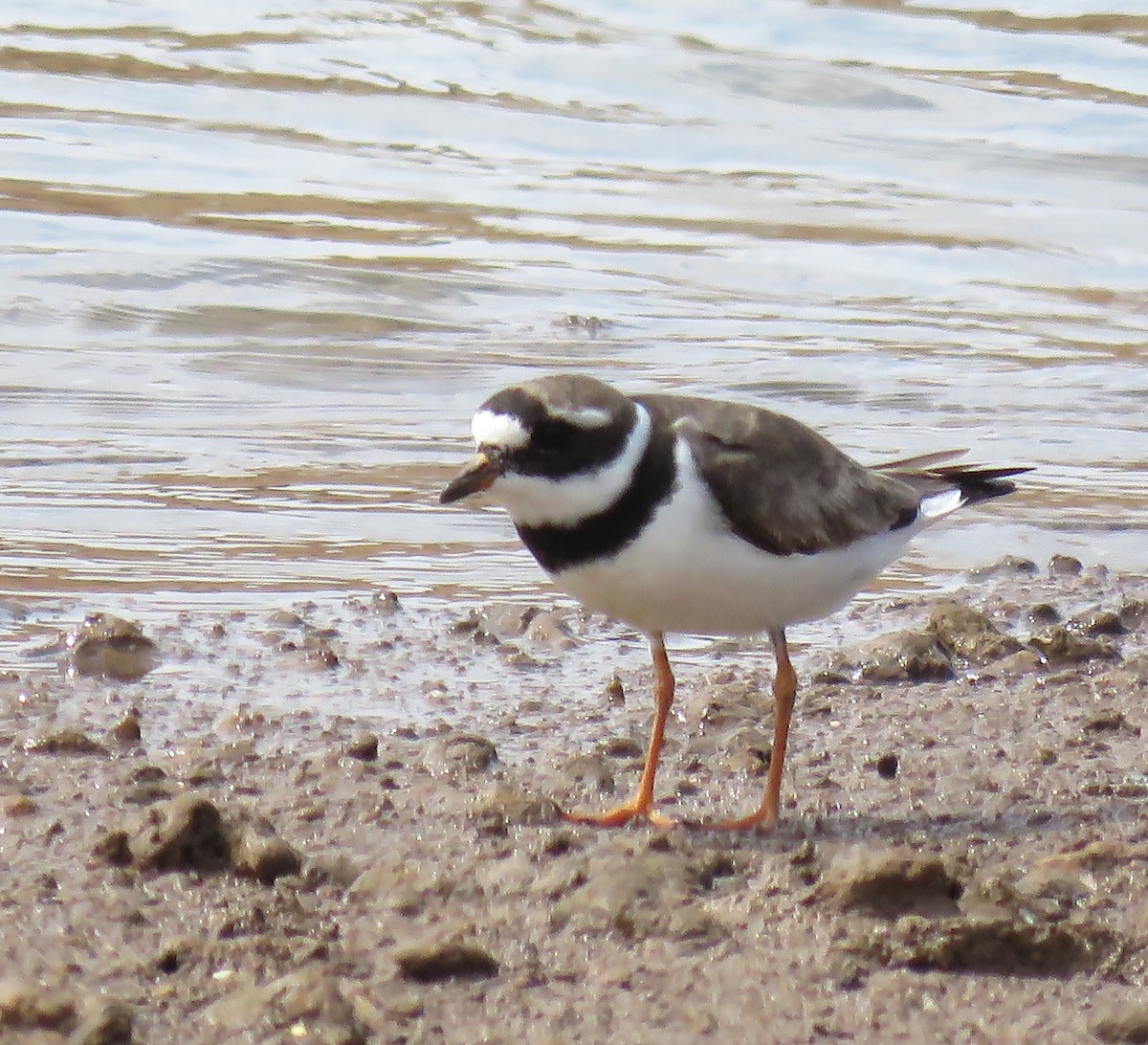 Common Ringed Plover - ML370779121
