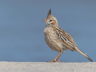  - Lark-like Brushrunner