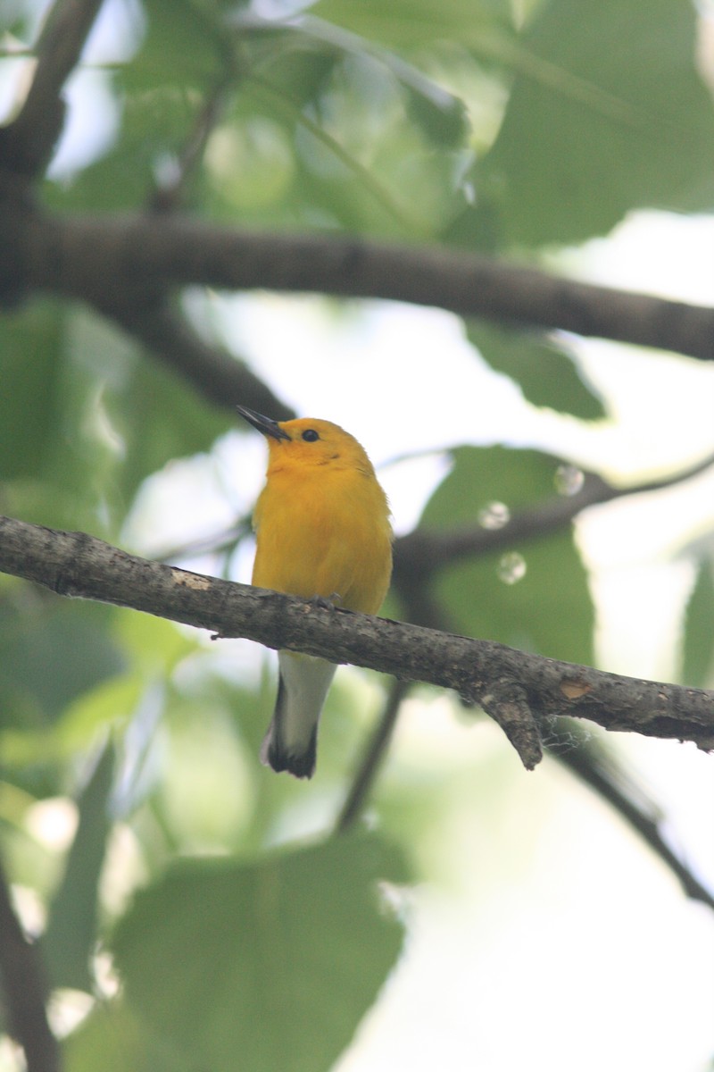 Prothonotary Warbler - ML37078581