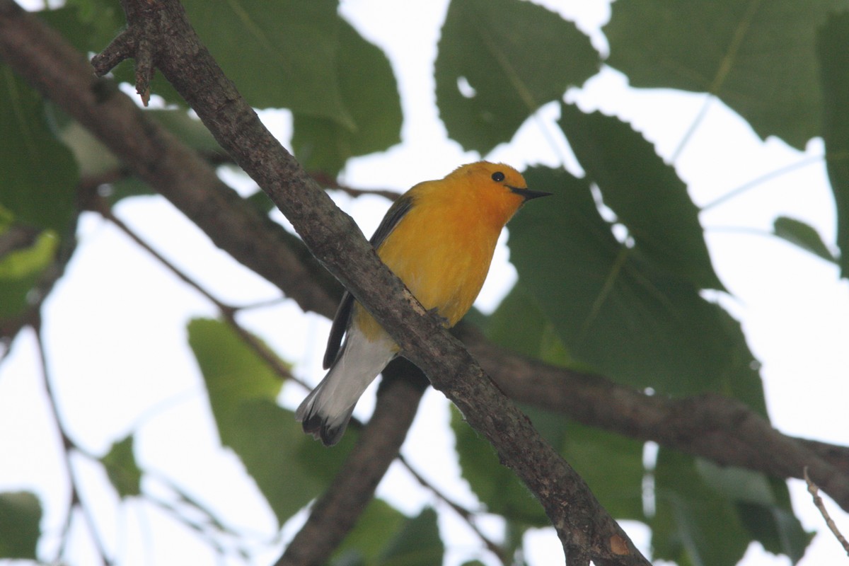 Prothonotary Warbler - ML37078591