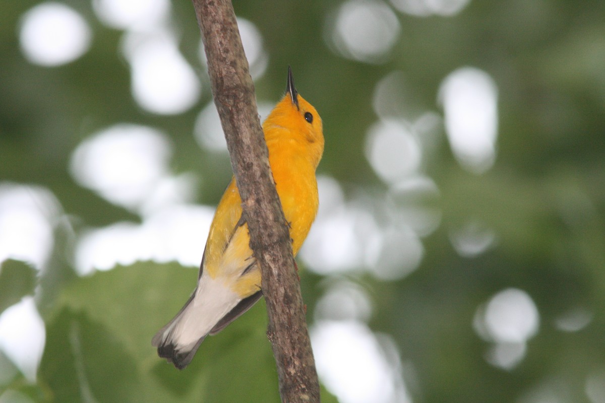 Prothonotary Warbler - ML37078601