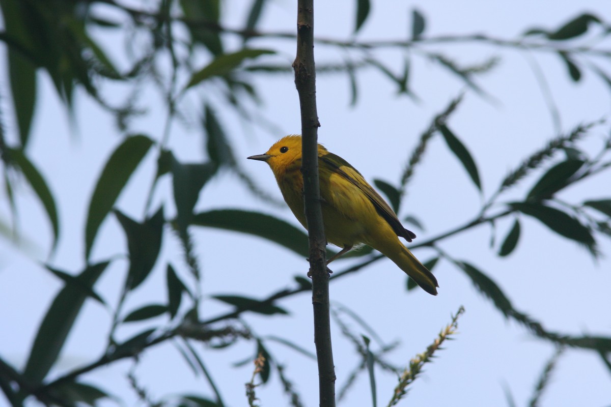 Yellow Warbler (Northern) - ML37078611
