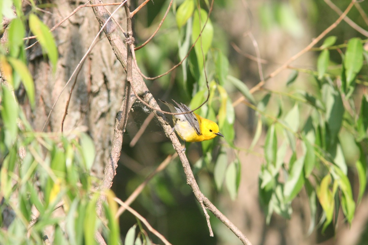 Prothonotary Warbler - ML37078641