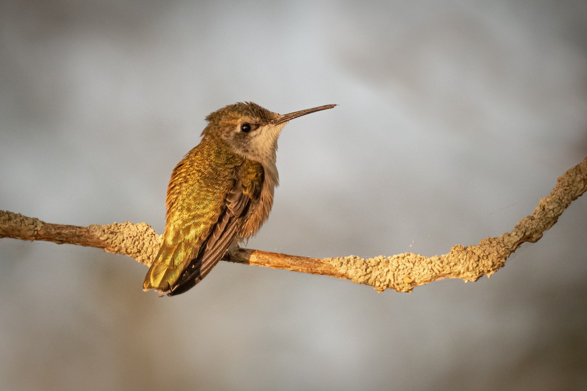 Ruby-throated Hummingbird - Paul Jones